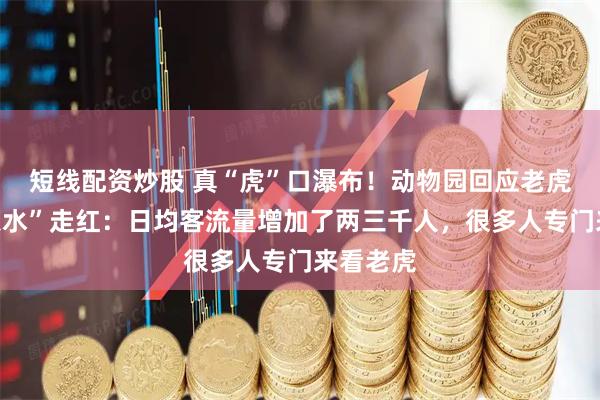 短线配资炒股 真“虎”口瀑布！动物园回应老虎“口吐泉水”走红：日均客流量增加了两三千人，很多人专门来看老虎